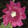 Somewhere inbetween a red & a dark pink.... (Alcea rosea (Black Hollyhock))