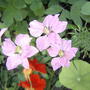 Another mystery flower - Now identified as Larkspur (Consolida ajacis 'Giant Imperial')