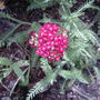 More flowers on Yarrow (Achillea millefolium 'Paprika')