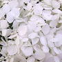 Bugs-eye view! (Hydrangea arborescens "Annabelle")
