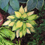 Hosta 'Orange Marmalade'