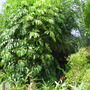 Schleffera actinophylla ( Umbrella tree ) (Schefflera actinophylla  (Australian Umbrella Tree))