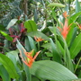 Heliconia