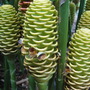 Zingiber spectabilis ( beehive ginger ) (Zingiber spectabilis)
