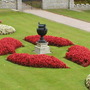 A garden flower photo