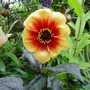 Dahlia 'Fata morgana' July 9th 2008.