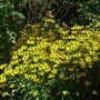 Rudbeckia_fulgida__goldsturm_