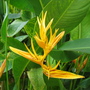 Heliconia