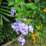 The blue flowers from the Duranta repens. (Duranta repens)