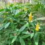 Pachystachys