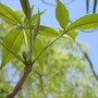 Adansonia