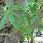 Adansonia gregorii ( Boab tree ) (Adansonia gregorii (Australian Baobab))