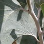 Acacia dunnii ( Elephant ear wattle ) (Acacia dunnii)