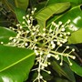 Callophyllum inophyllum ( Beauty leaf ) (Calophyllum inophyllum)