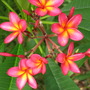 Plumeria rubra (Plumeria rubra (Atabaiba Rosada))