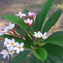 Plumeria ( frangipani ) (Plumeria obtusa)
