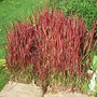 Imperata cylindrica (Imperata cylindrica)