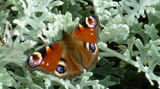 peacock butterfly