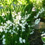 campanula persicifolia