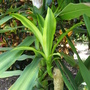Cordyline after pruning (Cordyline terminalis (Dracaena))