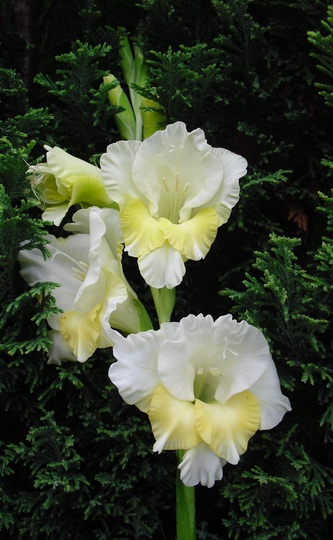 Gladiolus