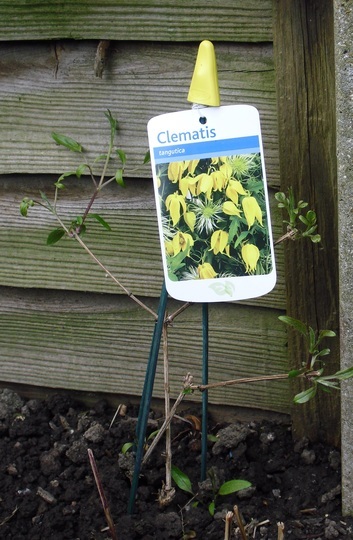 Clematis tangutica