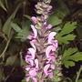 previous slideshow photo
