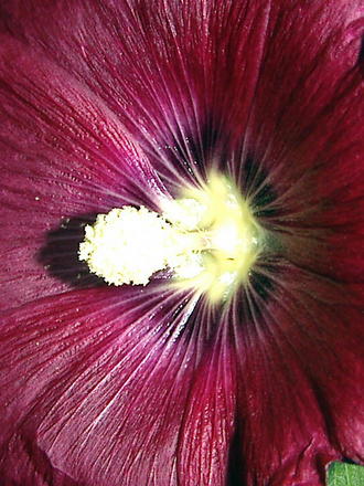 Screaming for pollination (Alcea rosea (Black Hollyhock))