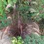 Pennisetum setaceum 'Rubrum'
