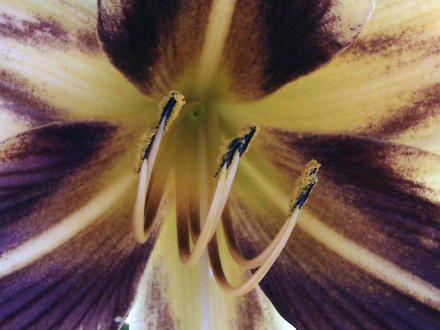 'Bonanza' Daylily (Hemerocallis 'Bonanza')