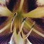 'Bonanza' Daylily (Hemerocallis 'Bonanza')