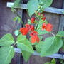Scarlet Runner beans