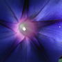 First morning glory flower (Ipomoea purpurea 'Grandpa Ott')