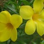 Alamanda.