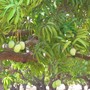 Mangifera_indica