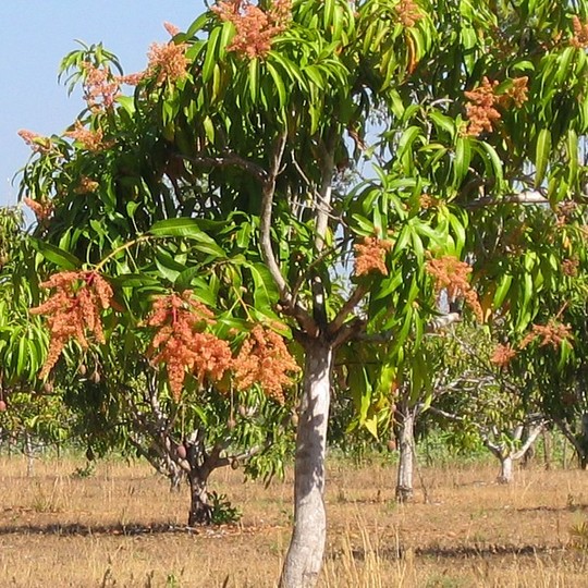 Mangifere indica. (Mangifera indica.)