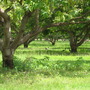 Mangifera_indica