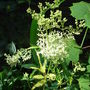 Filipendula ulmaria 'Variegata' (Filipendula ulmaria 'Variegata')