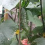 A garden flower photo
