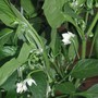 A garden flower photo