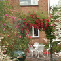 A garden flower photo