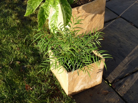 Mahonia eurybracteata 'Soft Caress' (Mahonia eurybracteata)