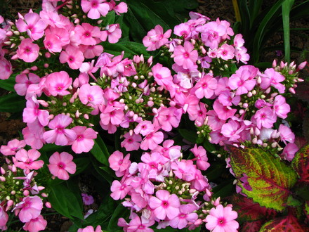 Garden phlox is starting to bloom.I love phlox paniculata, it's spreads through the garden, blooms a long time and thanks to the bees it gets cross pollinated and I have several new colors for free !