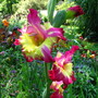 gladioli