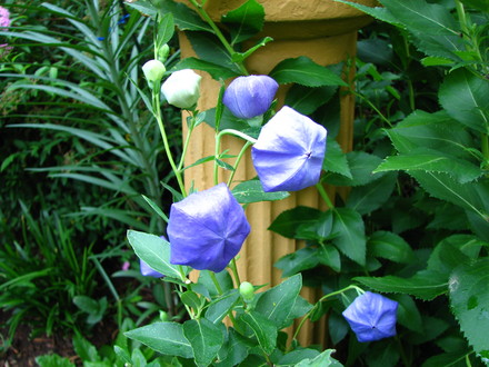 Platycodon 'Komachi' The balloons stay closed on this variety.