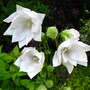 Platycodon grandiflorus 'Double White'