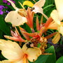 What used to be a lovely canna bloom