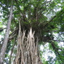 Ficus virens. (Ficus virens)