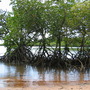 Mangroves.
