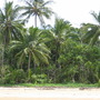 Cocos nucifera. (Cocos nucifera (Coconut))